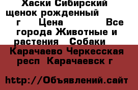 Хаски Сибирский (щенок рожденный 20.03.2017г.) › Цена ­ 25 000 - Все города Животные и растения » Собаки   . Карачаево-Черкесская респ.,Карачаевск г.